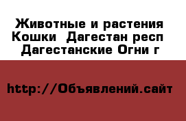 Животные и растения Кошки. Дагестан респ.,Дагестанские Огни г.